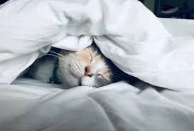 Cat on a bed with head peeking out of the covers with eyes closed. 